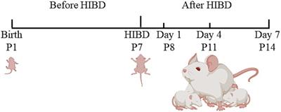 Early-stage effect of HIBD on neuro-motor function and organic composition of neurovascular units in neonatal rats